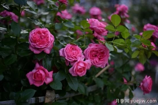 推薦高顏值且好養(yǎng)的10個(gè)藤本月季，看一眼就愛上(圖11)