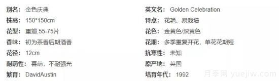 推薦高顏值且好養(yǎng)的10個(gè)藤本月季，看一眼就愛上(圖14)
