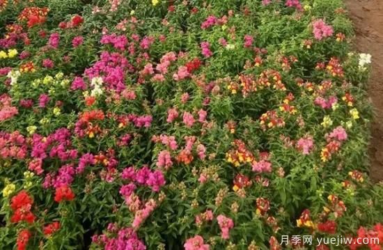 需求量大的花鏡植物，極具藝術(shù)感(圖1)