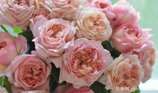 推薦高顏值且好養(yǎng)的10個(gè)藤本月季，看一眼就愛上(圖18)