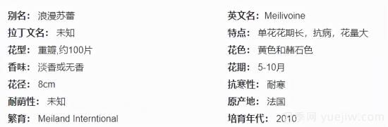 推薦高顏值且好養(yǎng)的10個(gè)藤本月季，看一眼就愛上(圖19)