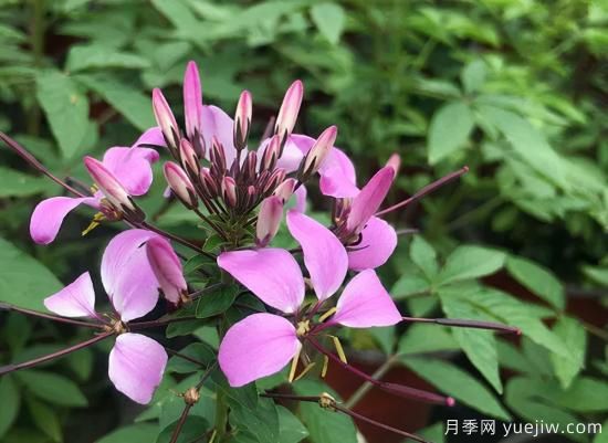 需求量大的花鏡植物，極具藝術(shù)感(圖3)