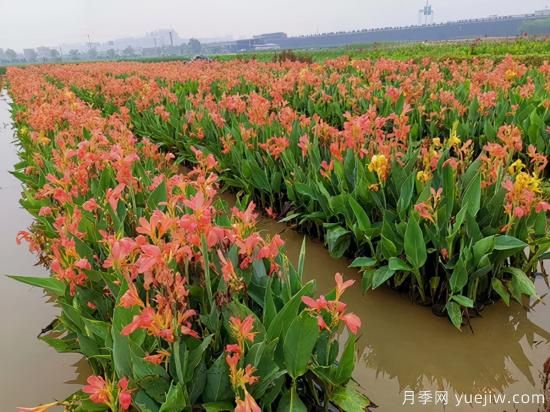需求量大的花鏡植物，極具藝術(shù)感(圖4)