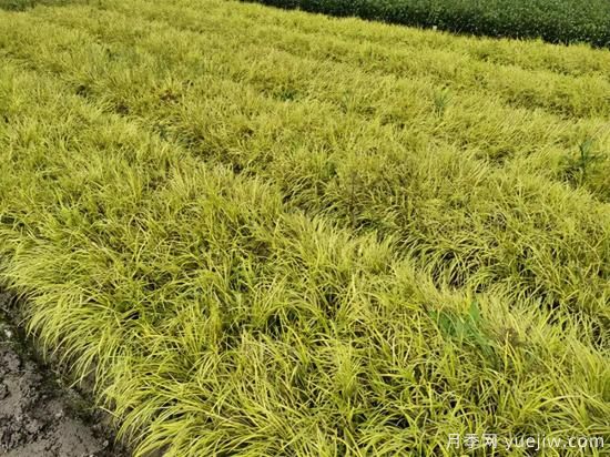 需求量大的花鏡植物，極具藝術(shù)感(圖7)