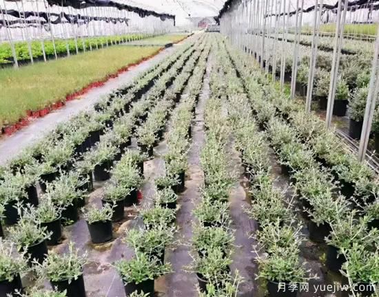 需求量大的花鏡植物，極具藝術(shù)感(圖9)