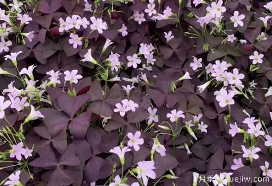需求量大的花鏡植物，極具藝術(shù)感(圖10)