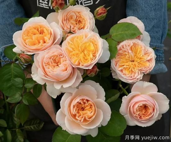 朱麗葉月季，經(jīng)典永恒，多姿美艷香氣迷人(圖2)