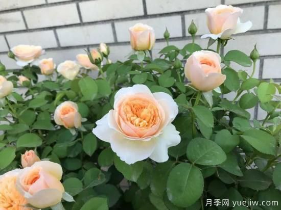 朱麗葉月季，經(jīng)典永恒，多姿美艷香氣迷人(圖4)