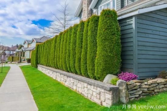 綠籬，讓你的花園與眾不同！(圖2)