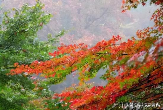 冬季植物應(yīng)該怎么打理，才能來年依舊繁花似錦(圖1)