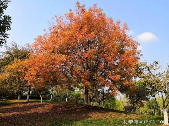 黃連木適合什么地區(qū)種植，北方可以種植嗎？(圖1)