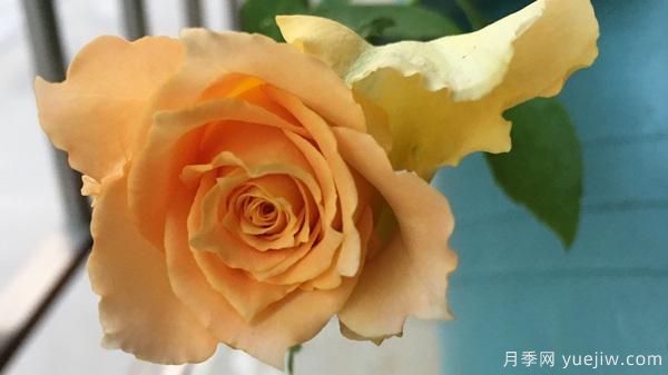 河本純子天使系列月季，顏值擔(dān)當(dāng)溫柔靈動(dòng)(圖7)