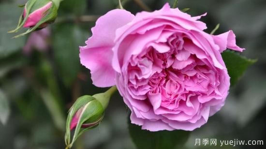 河本純子天使系列月季，顏值擔(dān)當(dāng)溫柔靈動(dòng)(圖5)