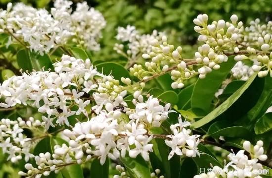 綠籬，讓你的花園與眾不同！(圖3)