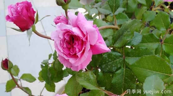 河本純子天使系列月季，顏值擔(dān)當(dāng)溫柔靈動(dòng)(圖6)