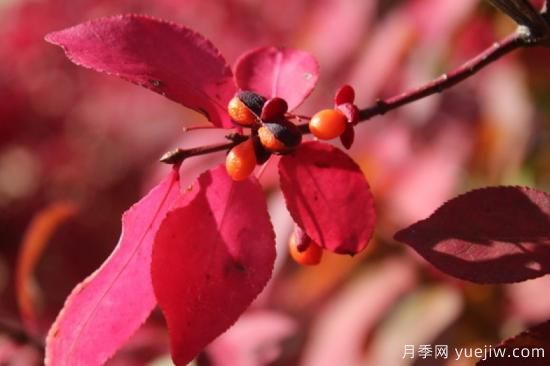 火焰衛(wèi)矛，庭院園林紅葉珍品(圖3)