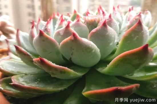 澆水上肥剪一波，做好養(yǎng)護(hù)讓居家植物安全過(guò)冬(圖1)
