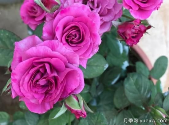 冬日封閉陽臺就養(yǎng)這3種花卉，長得好開花依舊(圖1)