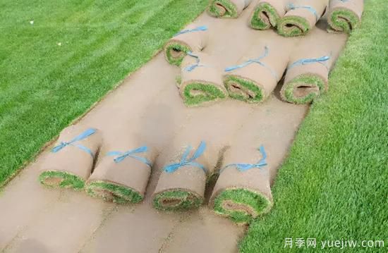 草坪，2021年上半年當(dāng)之無(wú)愧的行情之王(圖3)