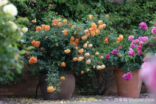 一個(gè)家里能栽得下去多少品種的月季？你想象不到(圖4)