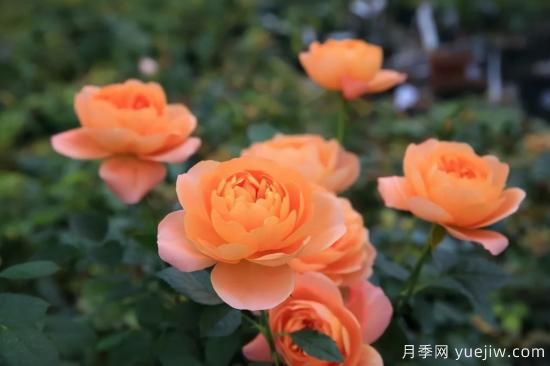 一個(gè)家里能栽得下去多少品種的月季？你想象不到(圖5)