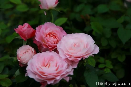 一個(gè)家里能栽得下去多少品種的月季？你想象不到(圖6)