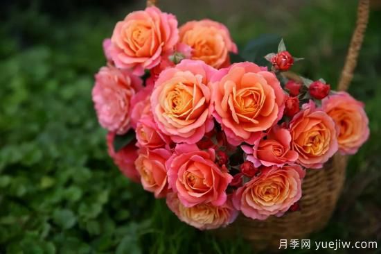 一個(gè)家里能栽得下去多少品種的月季？你想象不到(圖7)