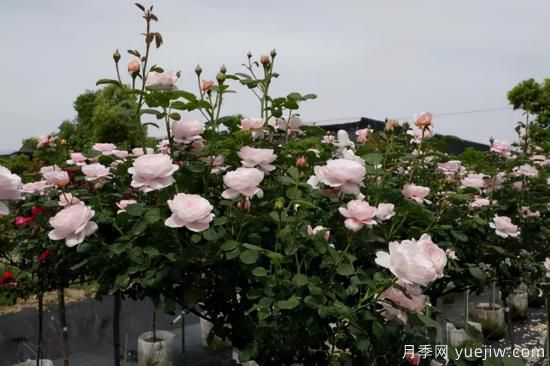 一個(gè)家里能栽得下去多少品種的月季？你想象不到(圖8)