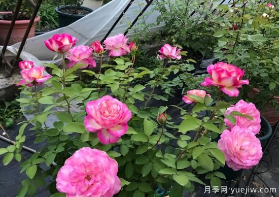 馬克夏加爾月季，又美又香花期長的陽臺月季(圖2)