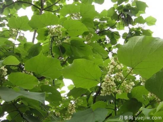 梓樹，庭院綠化常用樹種(圖3)