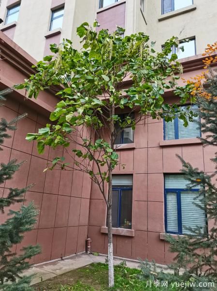 梓樹，庭院綠化常用樹種(圖5)