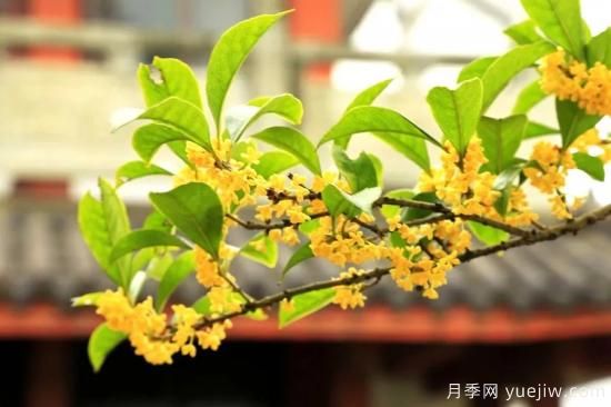 澆水上肥剪一波，做好養(yǎng)護(hù)讓居家植物安全過(guò)冬(圖3)