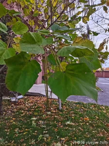 梓樹，庭院綠化常用樹種(圖6)