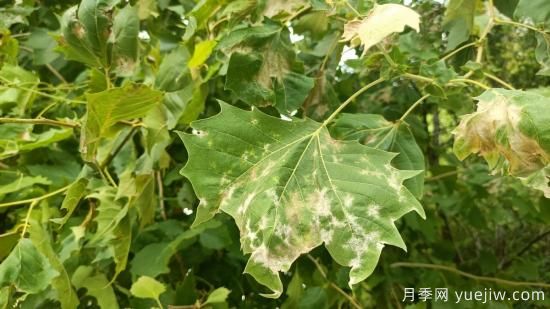 法桐葉片皺縮泛白，多是它惹下的禍(圖1)
