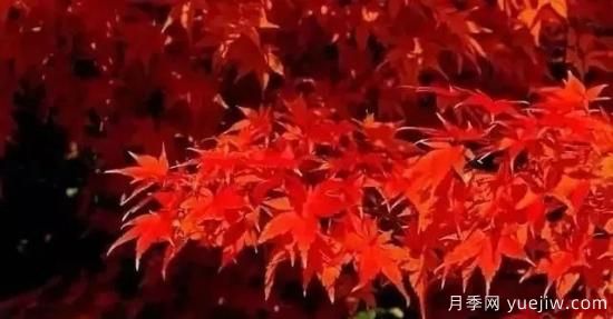 深度分析彩葉樹(shù)種的種類(lèi)、配置原則和應(yīng)用(圖2)