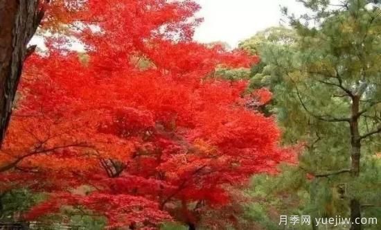 深度分析彩葉樹(shù)種的種類(lèi)、配置原則和應(yīng)用(圖3)