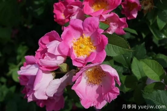 如何給月季花授粉？培育一個月季新品種要多久(圖1)