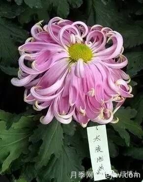 識花瓣，辨花型...快收好這份賞菊“門道”(圖1)