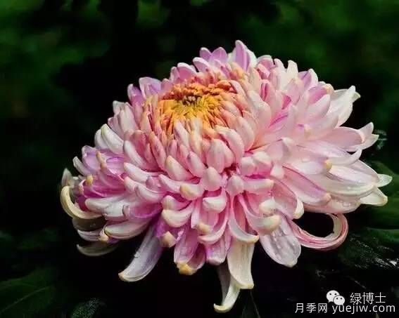識花瓣，辨花型...快收好這份賞菊“門道”(圖2)
