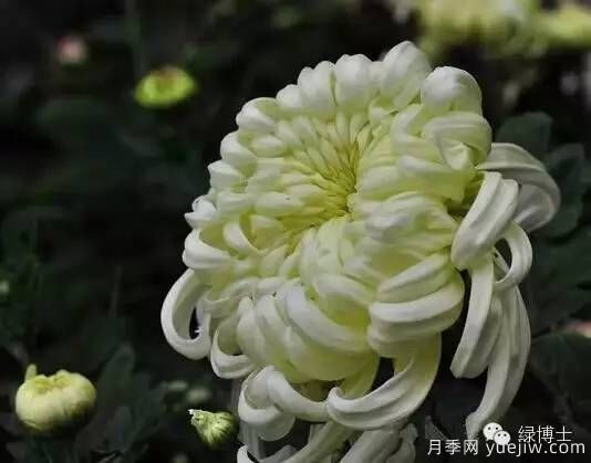 識花瓣，辨花型...快收好這份賞菊“門道”(圖3)