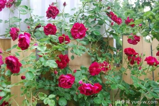 如何給月季花授粉？培育一個月季新品種要多久(圖2)