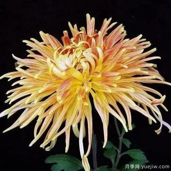 識花瓣，辨花型...快收好這份賞菊“門道”(圖4)