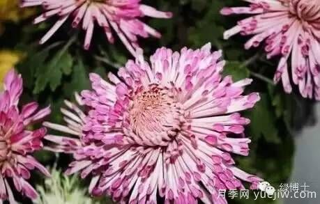 識花瓣，辨花型...快收好這份賞菊“門道”(圖6)