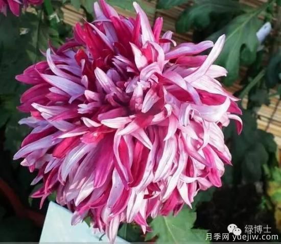 識花瓣，辨花型...快收好這份賞菊“門道”(圖5)