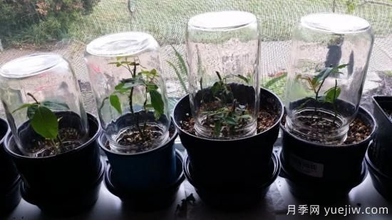 如何給月季花授粉？培育一個月季新品種要多久(圖3)