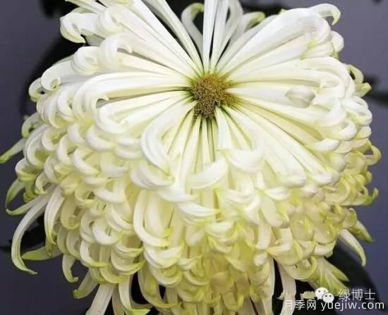 識花瓣，辨花型...快收好這份賞菊“門道”(圖7)
