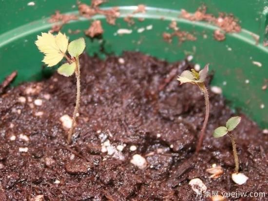 如何給月季花授粉？培育一個月季新品種要多久(圖4)