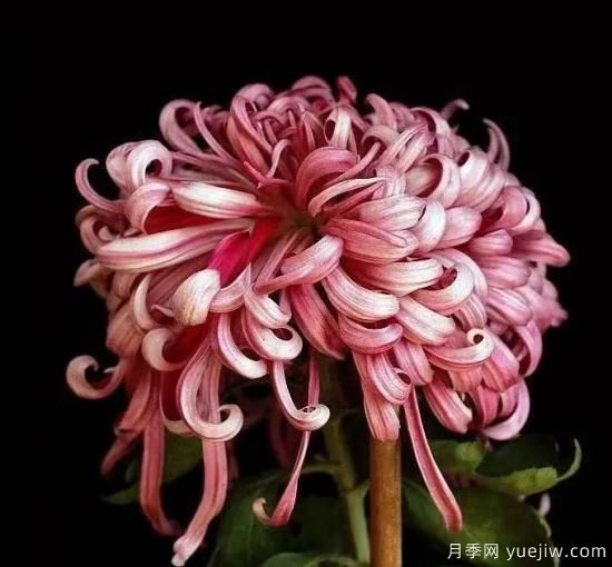 識花瓣，辨花型...快收好這份賞菊“門道”(圖9)