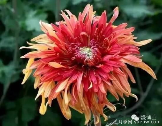 識花瓣，辨花型...快收好這份賞菊“門道”(圖8)