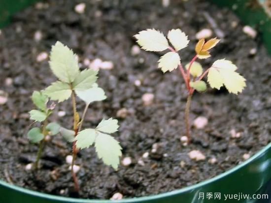 如何給月季花授粉？培育一個月季新品種要多久(圖5)